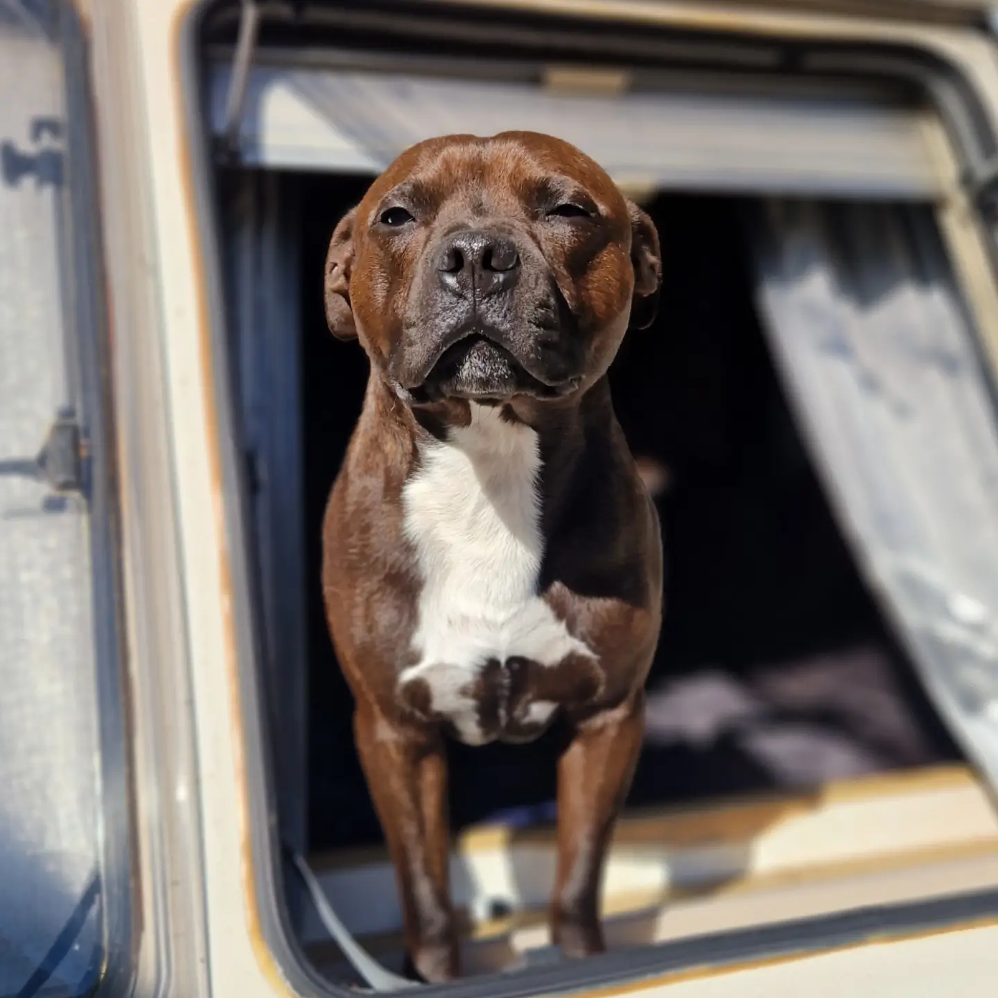 Boss the Dog — Mr Green Oven Clean mascot